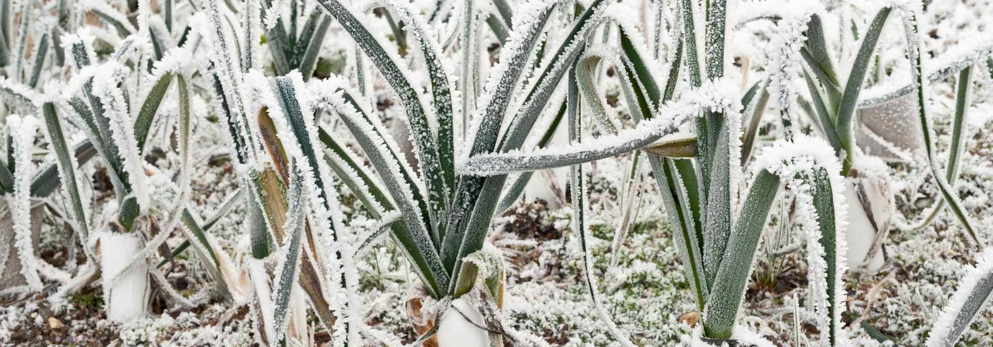 ¿Qué verduras cultivar cuando hiela en el huerto?