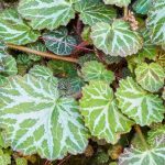 Saxífraga de interior: cuidados y cultivo