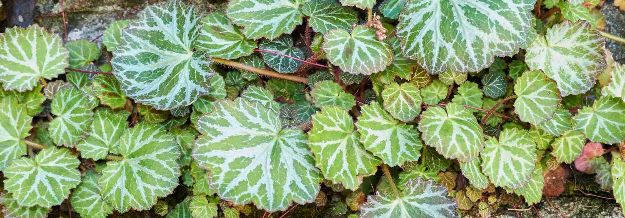 Saxífraga de interior: cuidados y cultivo