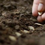 Siembra de semillas de huerto: ¡los errores más frecuentes que debes evitar!