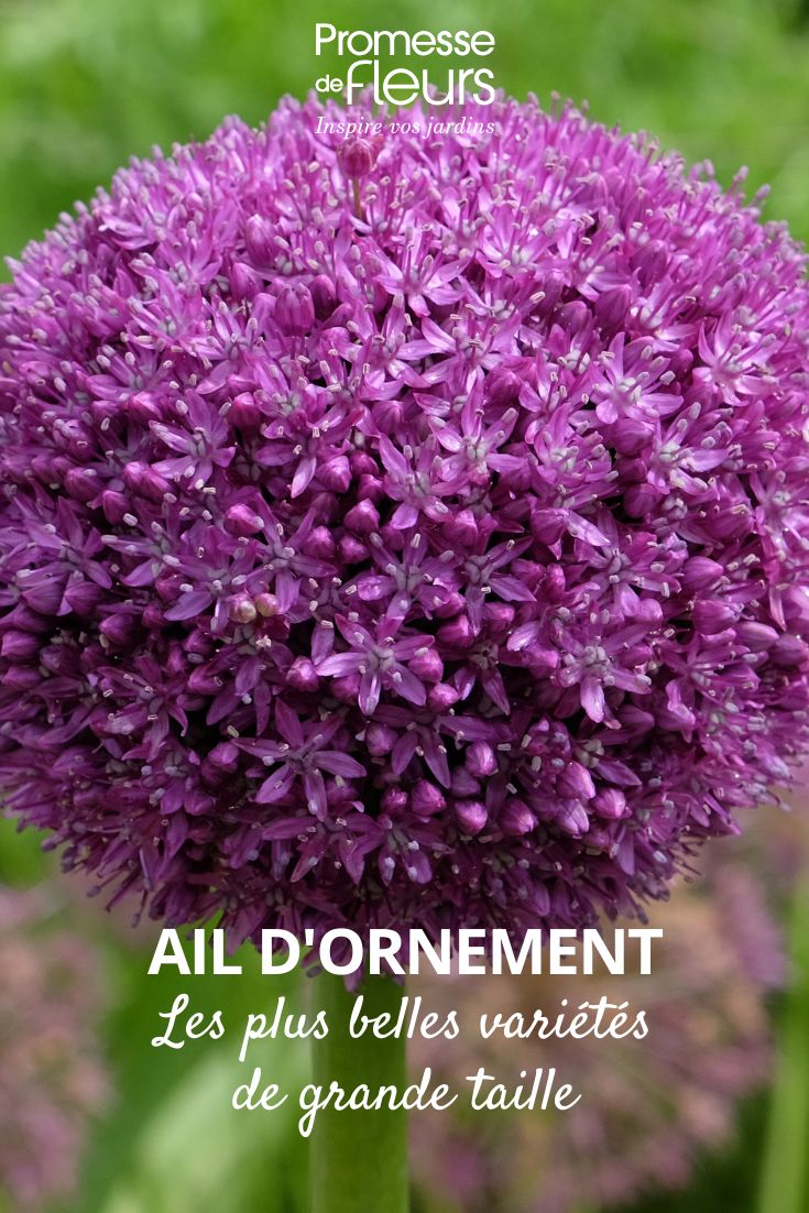 Allium gigante Ambassador