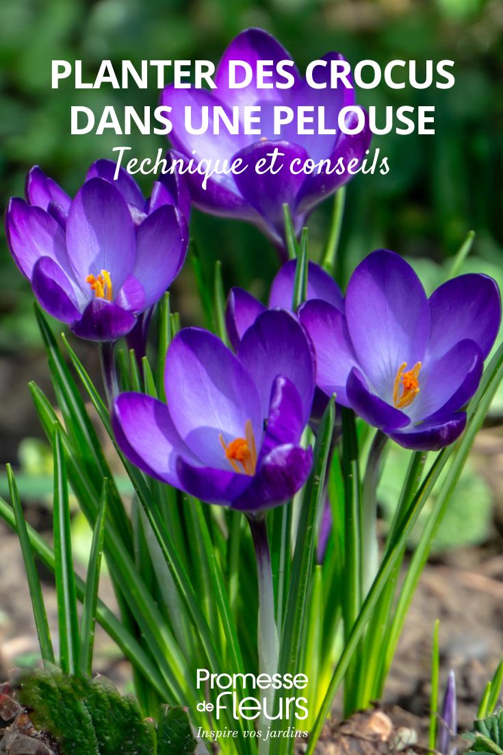 flores de Croco