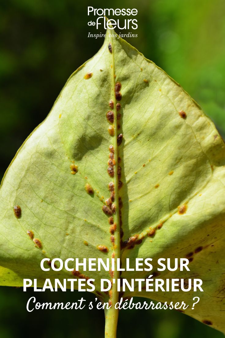 Cochinillas (Coccoidea) bajo una hoja