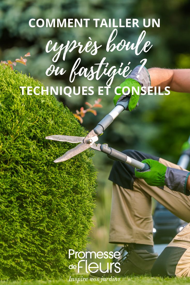 Poda de ciprés en bola