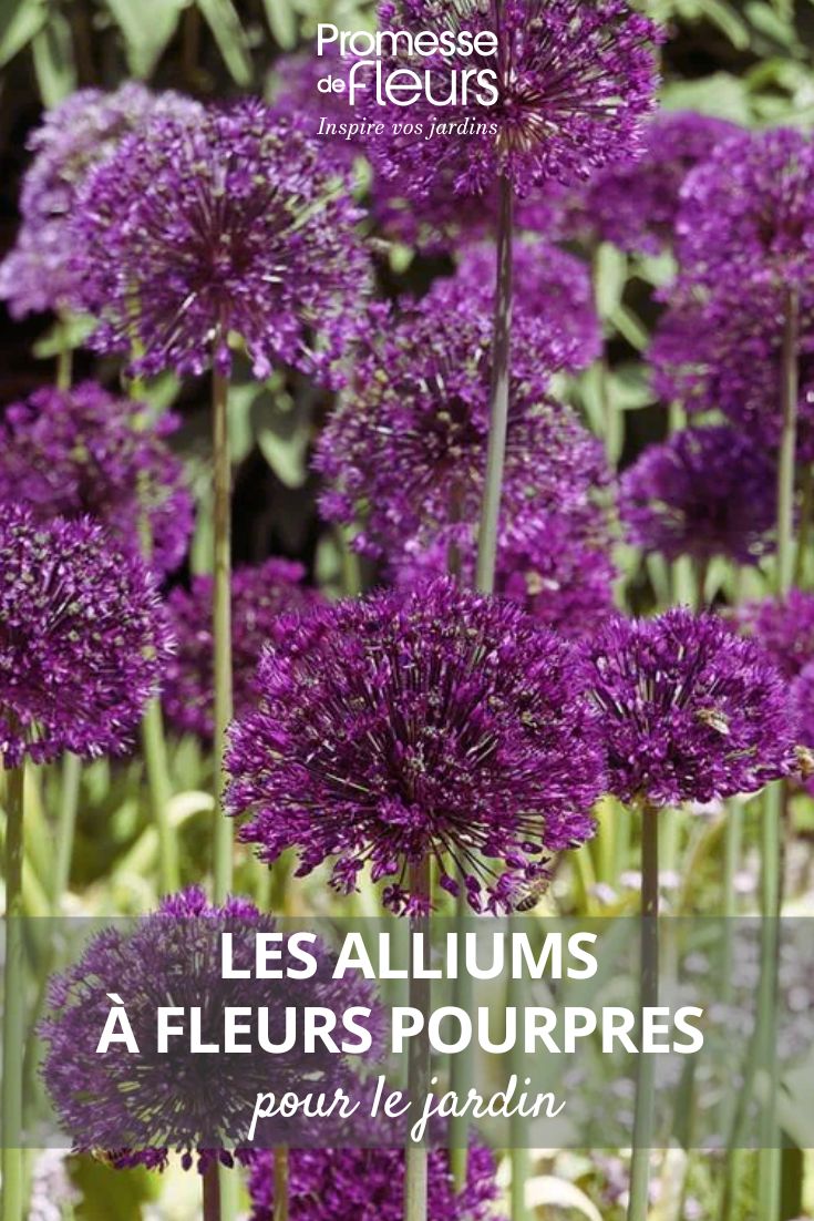 Ajo ornamental - Allium aflatunense Purple Sensation