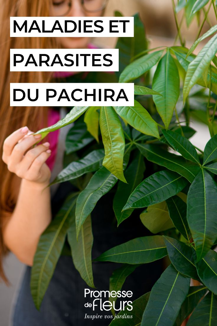 Inspección de un Pachira