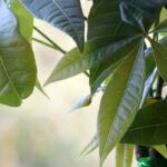 Pachira: el cuidado según las estaciones