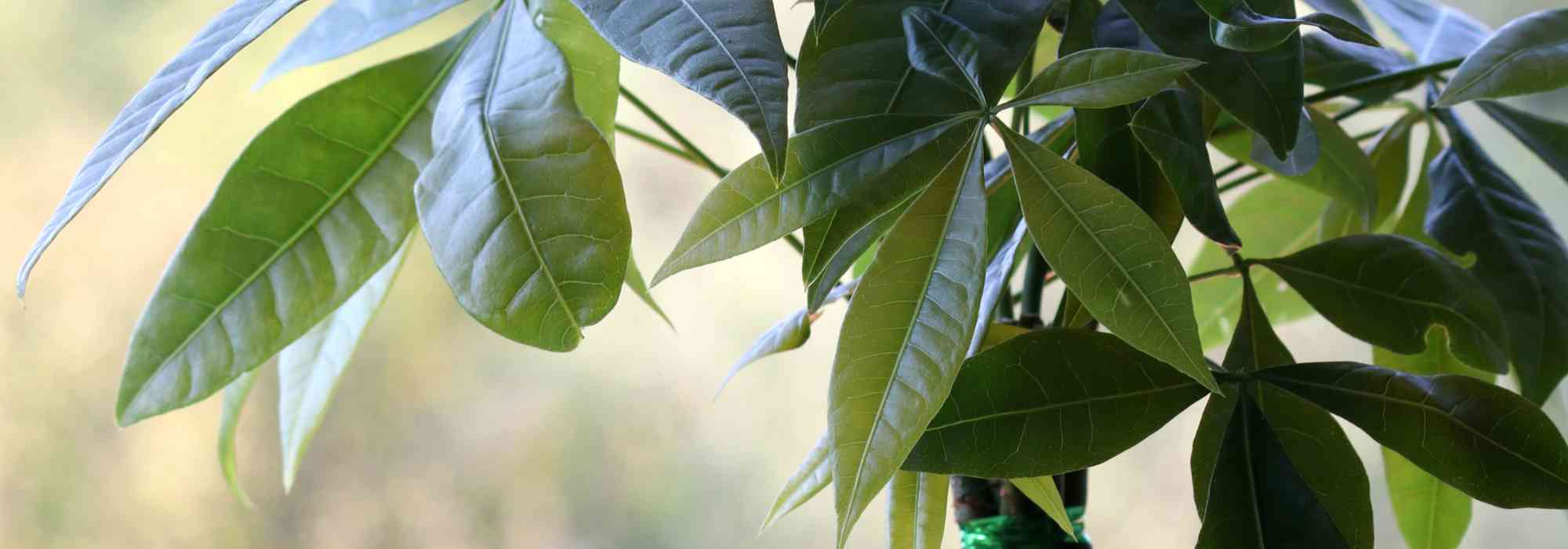 Pachira: el cuidado según las estaciones