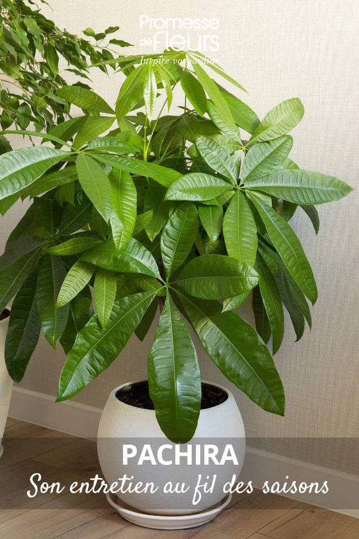 tratar Pachira ante ataques de insectos y parásitos.