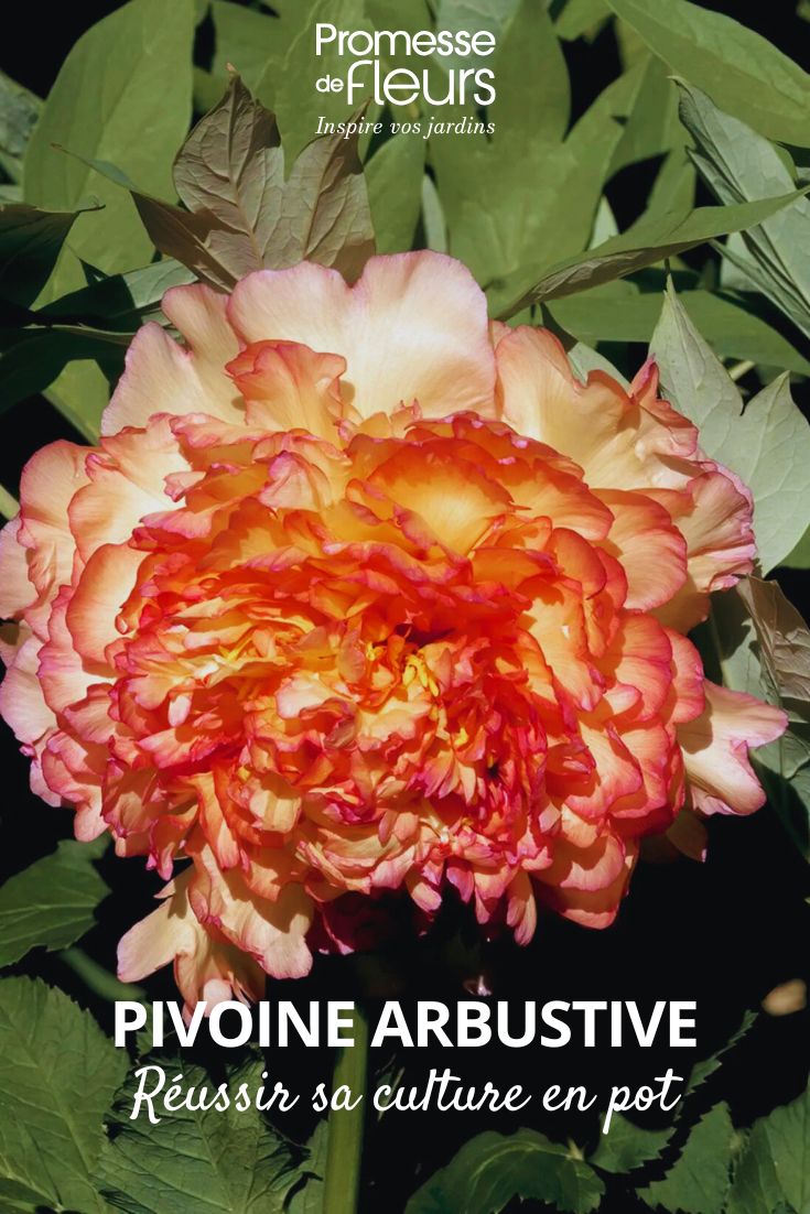Peonía arbórea-Jin-Ge-Paeonia suffruticosa