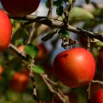 ¿Frutos durante todo el año: es posible?