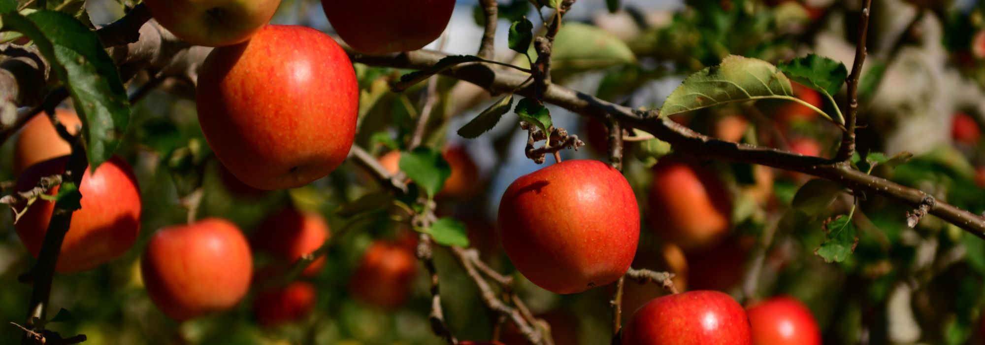 ¿Frutos durante todo el año: es posible?