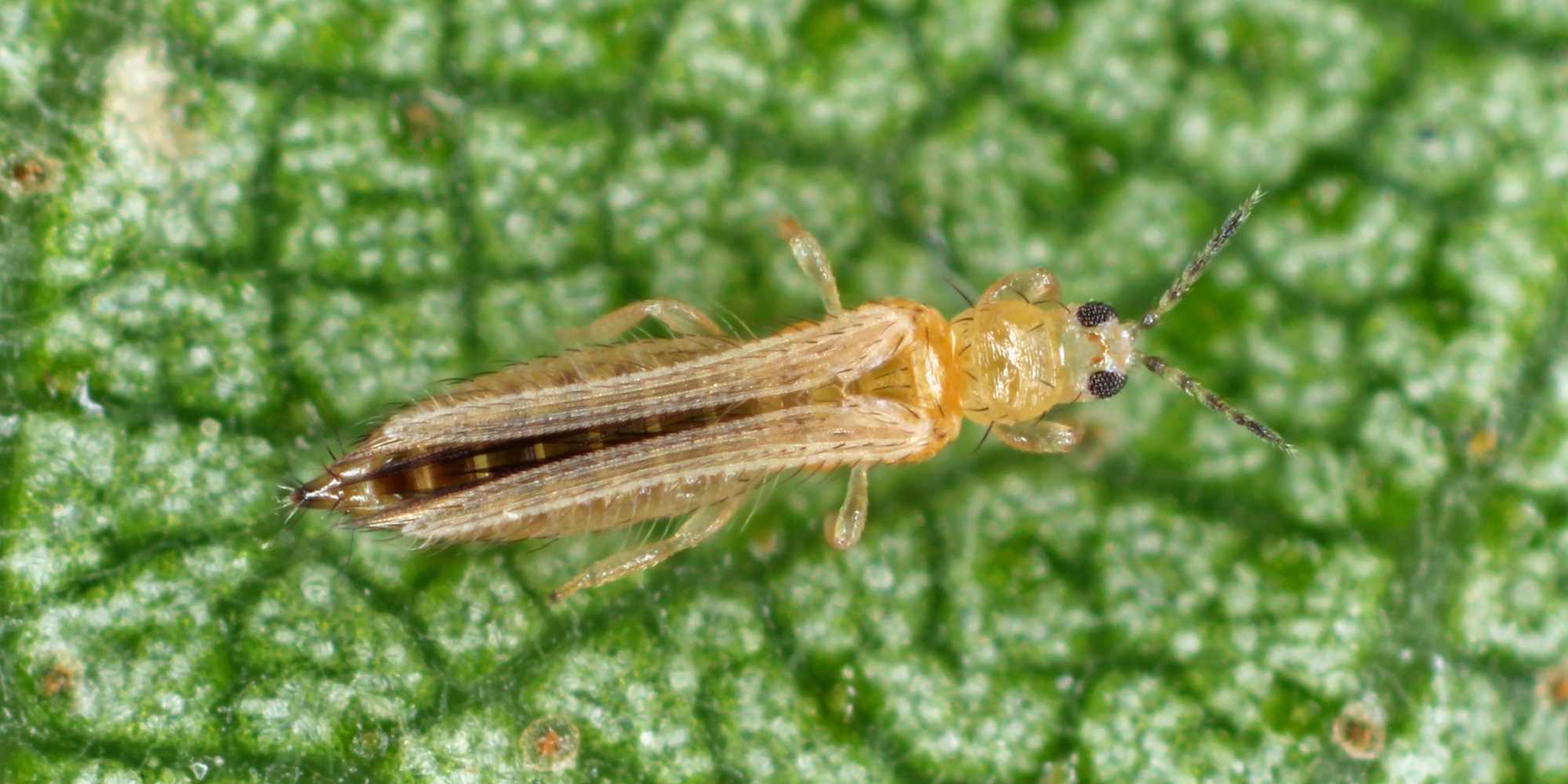 ¿Cómo deshacerse de los trips en las plantas de interior?