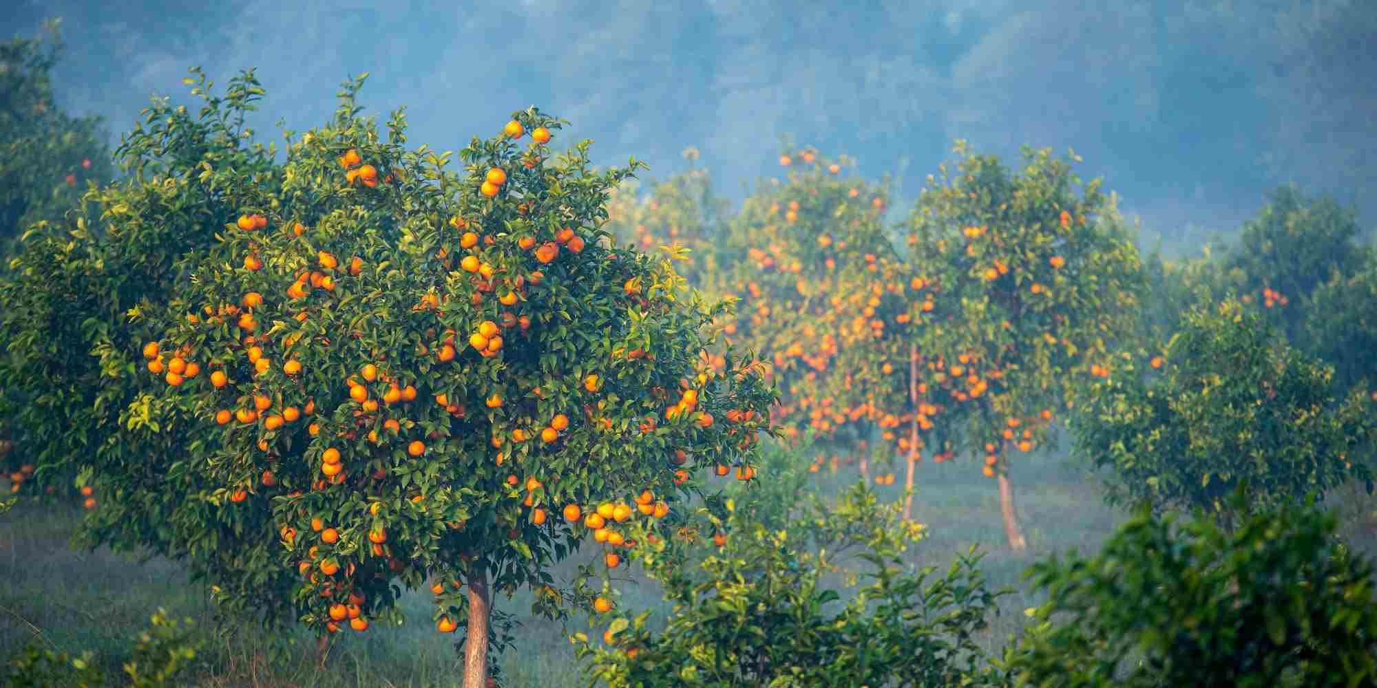 La Invernada de los cítricos: esencial para su supervivencia