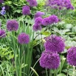 Ajo ornamental: las variedades más bonitas de gran tamaño