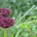 Los Alliums o ajos ornamentales de flores moradas