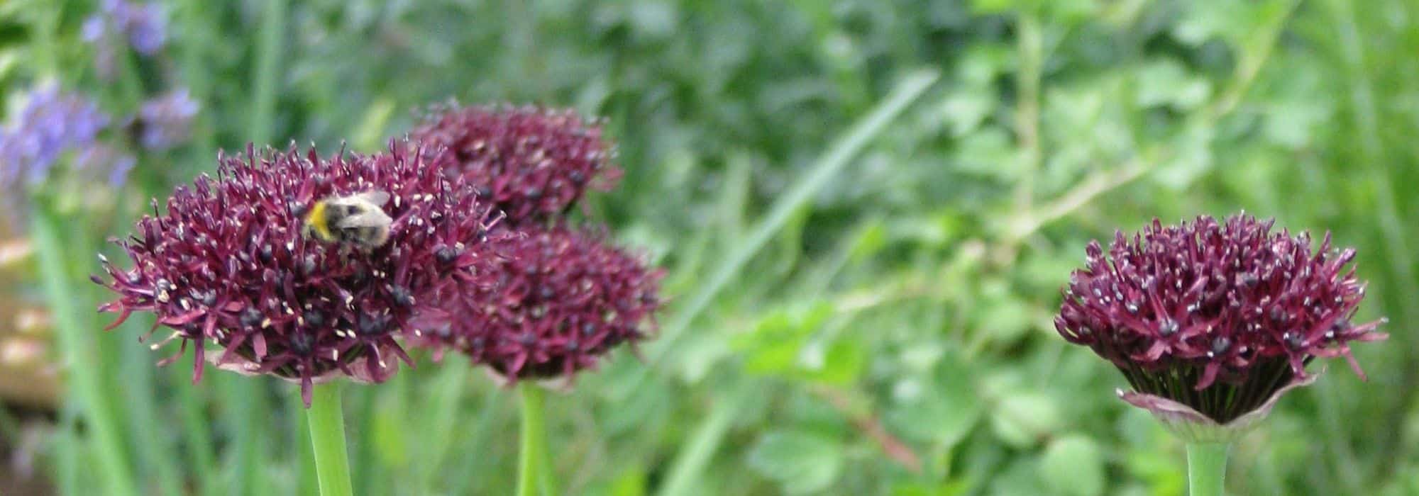 Los Alliums o ajos ornamentales de flores moradas