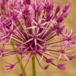 Ajo ornamental: ¡descubre las variedades más bonitas con flores rosas!