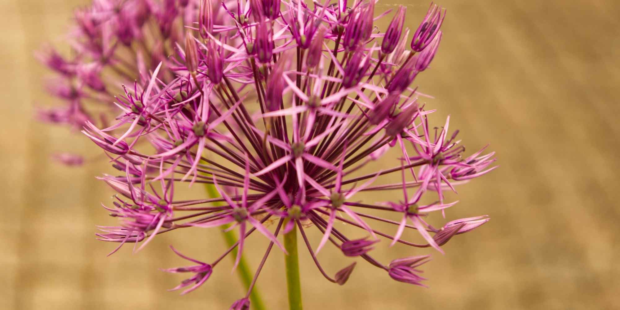 Ajo ornamental: ¡descubre las variedades más bonitas con flores rosas!