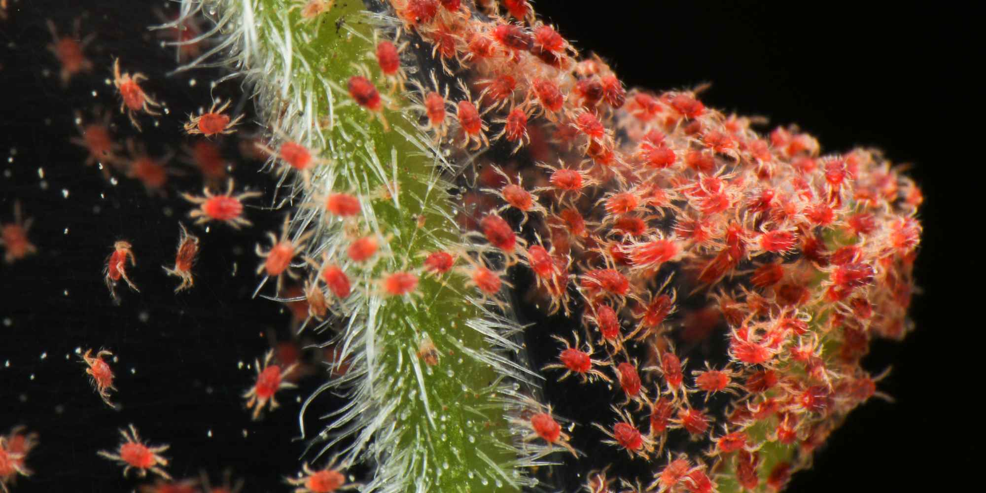 ¿Cómo deshacerse de las arañas rojas en las plantas de interior?