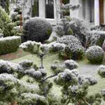 Los coníferos en el jardín: ¡juega con las asociaciones naturales para el invierno!