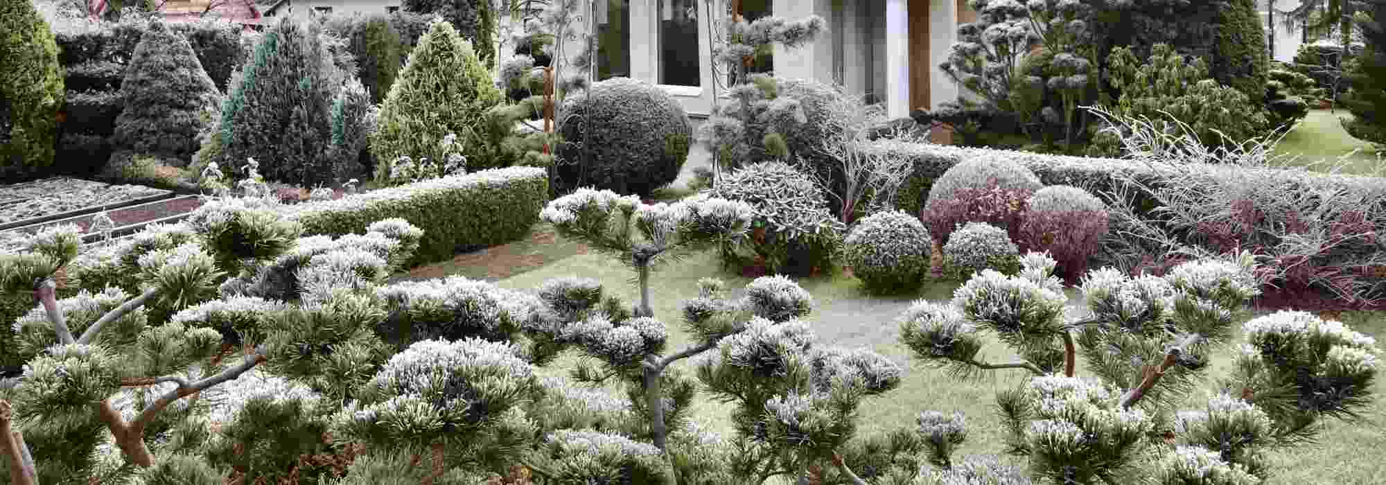 Los coníferos en el jardín: ¡juega con las asociaciones naturales para el invierno!