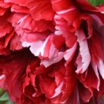 Peonía arbustiva y peonía herbacée: ¿cuál elegir para tu jardín?