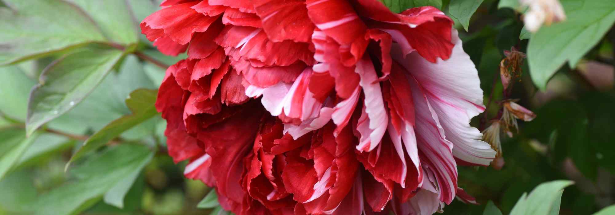 Peonía arbustiva y peonía herbacée: ¿cuál elegir para tu jardín?