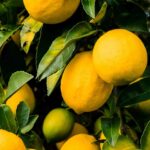 ¿Cómo alimentar bien a sus cítricos?