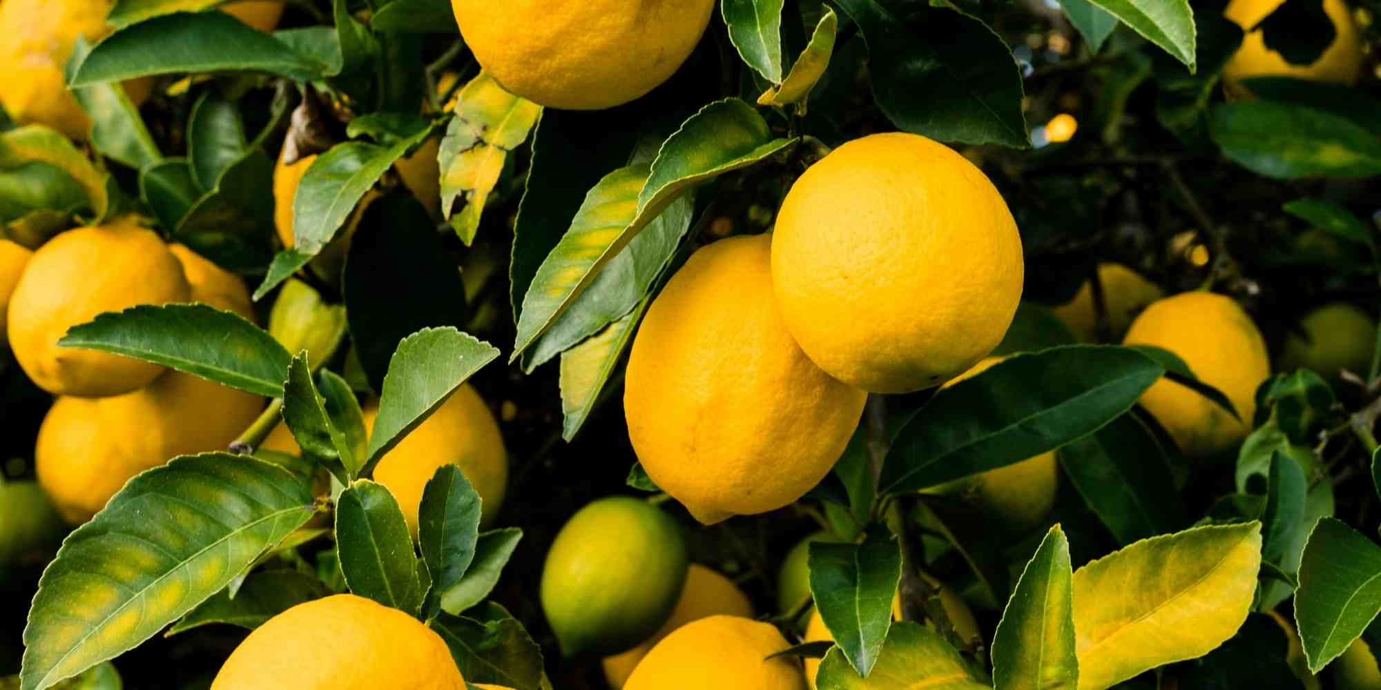 ¿Cómo alimentar bien a sus cítricos?