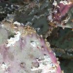 ¿Cómo deshacerse de forma natural de las cochinillas en las plantas de interior?