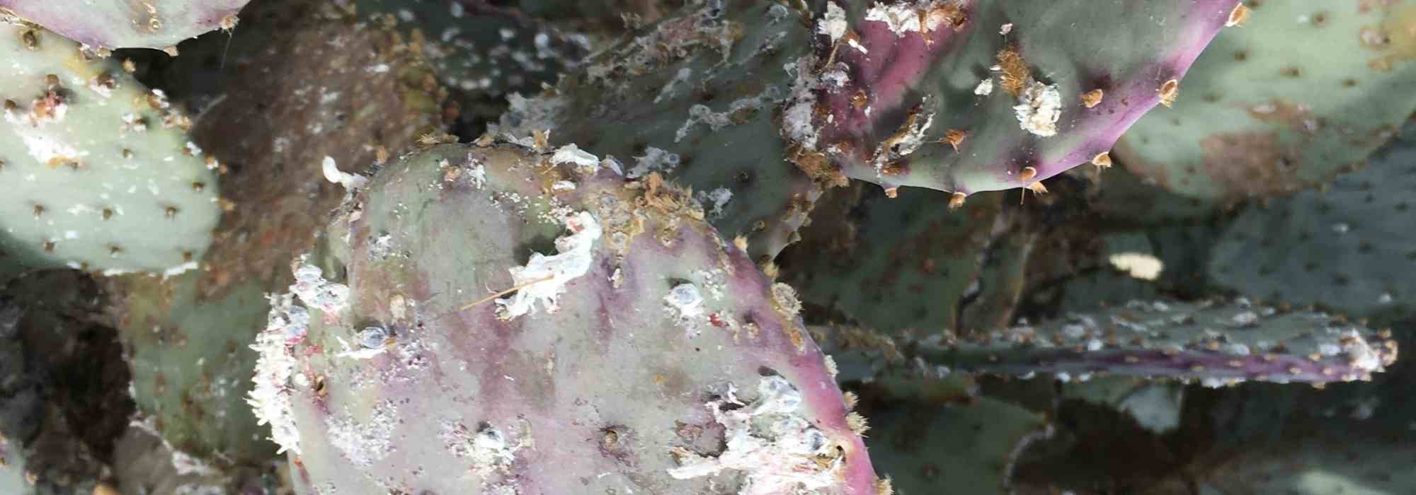 ¿Cómo deshacerse de forma natural de las cochinillas en las plantas de interior?