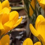 Croco de primavera: ¿cómo conseguir una floración más larga en el jardín?