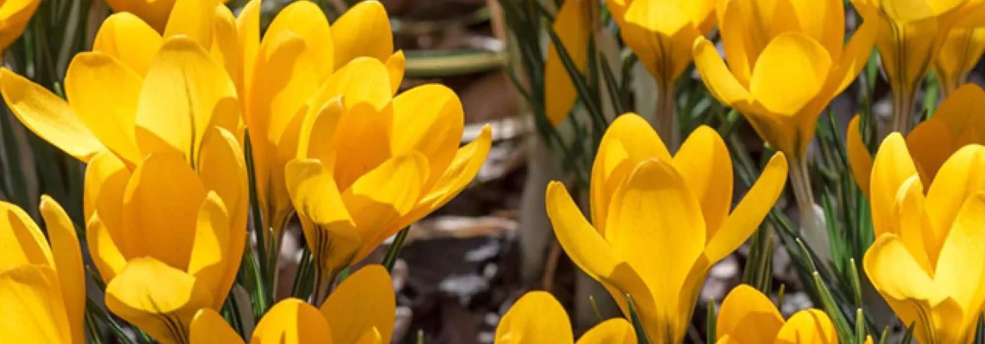 Croco de primavera: ¿cómo conseguir una floración más larga en el jardín?