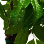 Las enfermedades y parásitos del Pachira