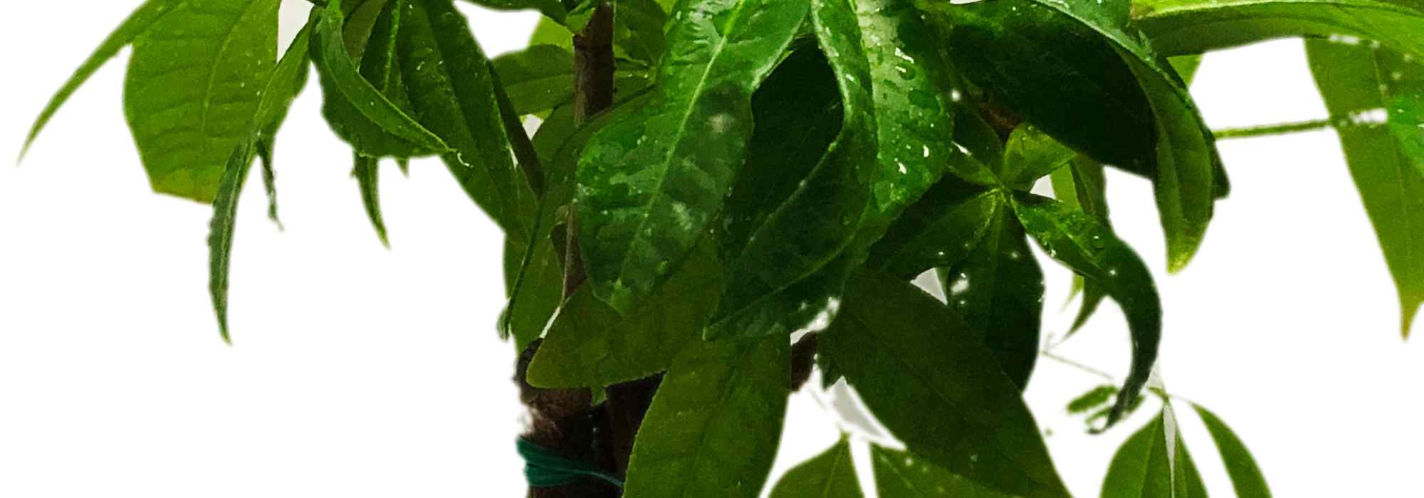 Las enfermedades y parásitos del Pachira