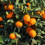 ¿Cómo cultivar un cítrico en terreno abierto para optimizar la Fructificación?