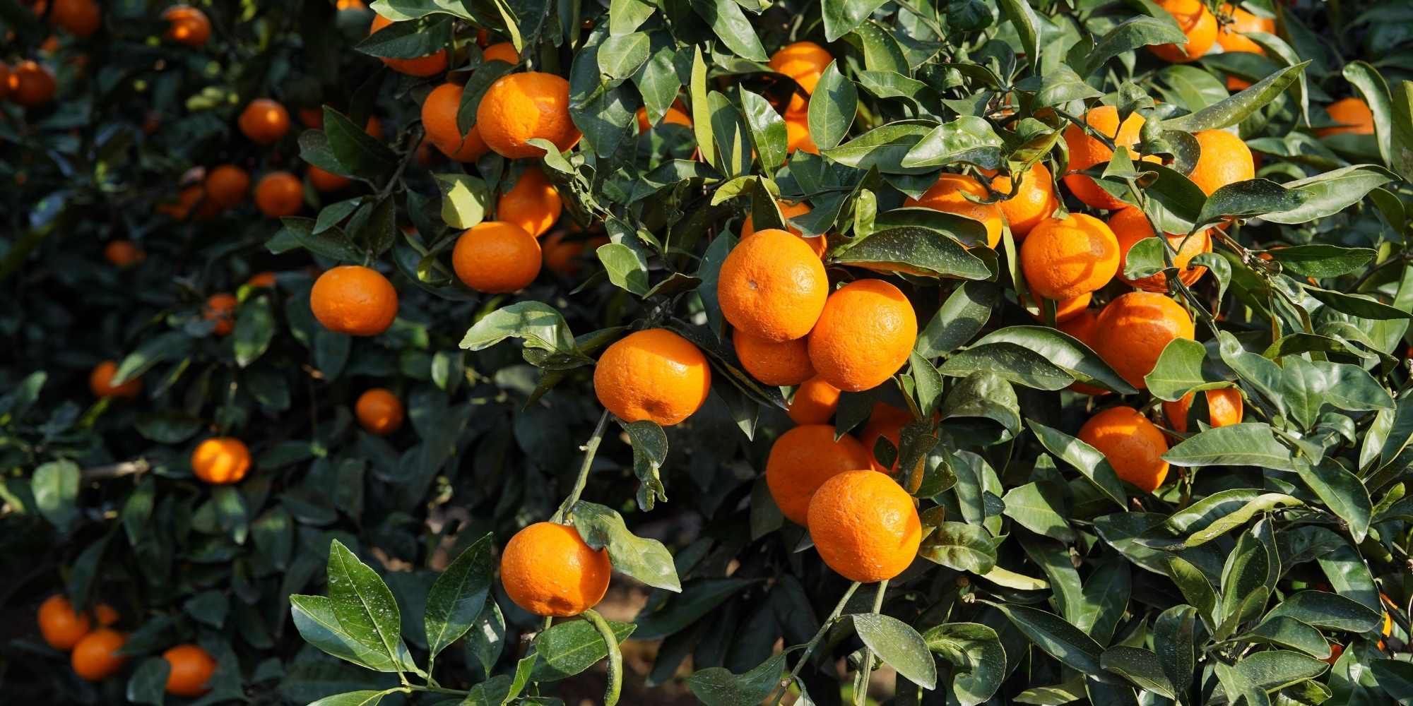 ¿Cómo cultivar un cítrico en terreno abierto para optimizar la Fructificación?