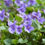 La mirmecocoria: cuando las hormigas se hacen jardinera…