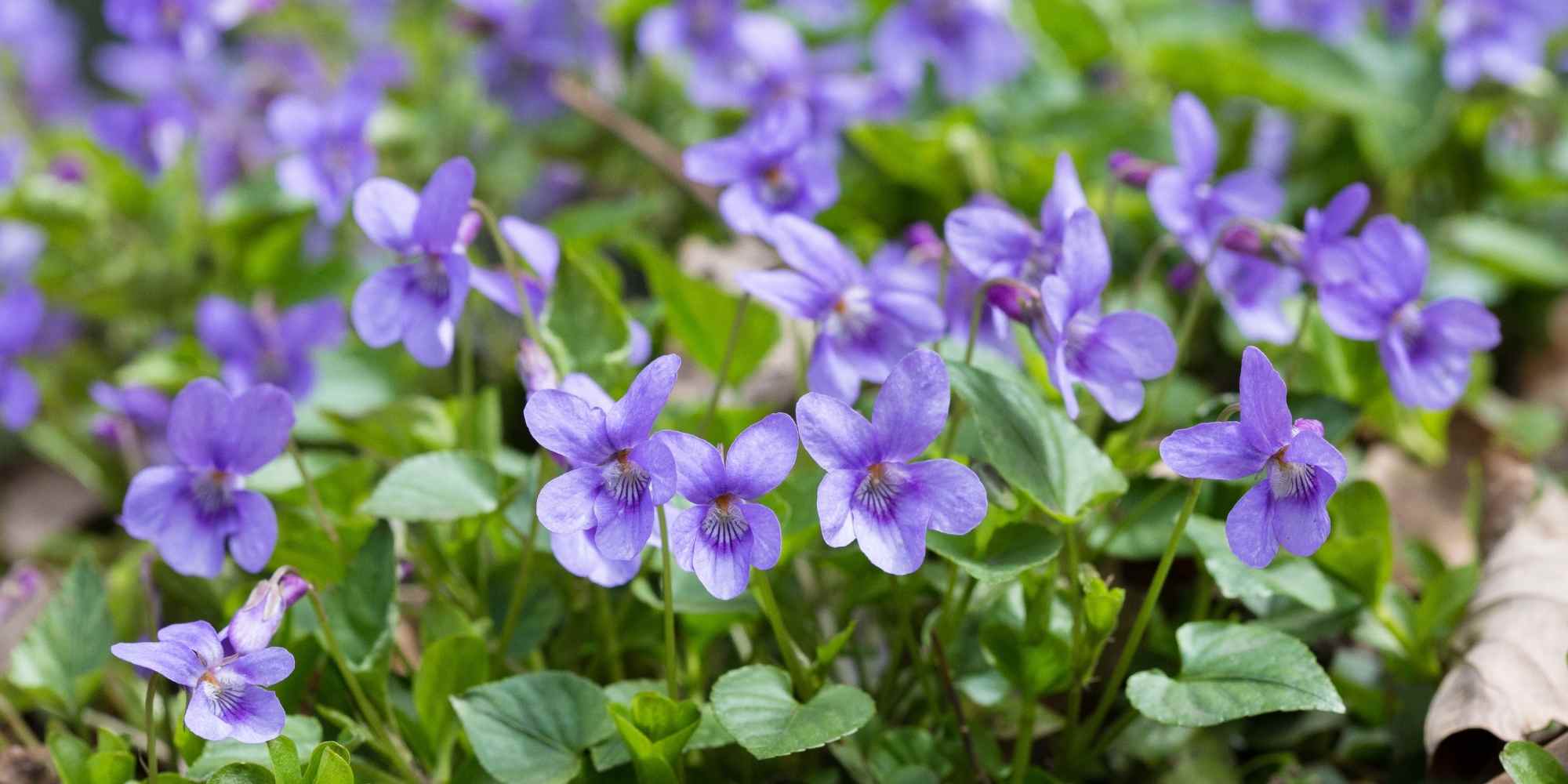 La mirmecocoria: cuando las hormigas se hacen jardinera…