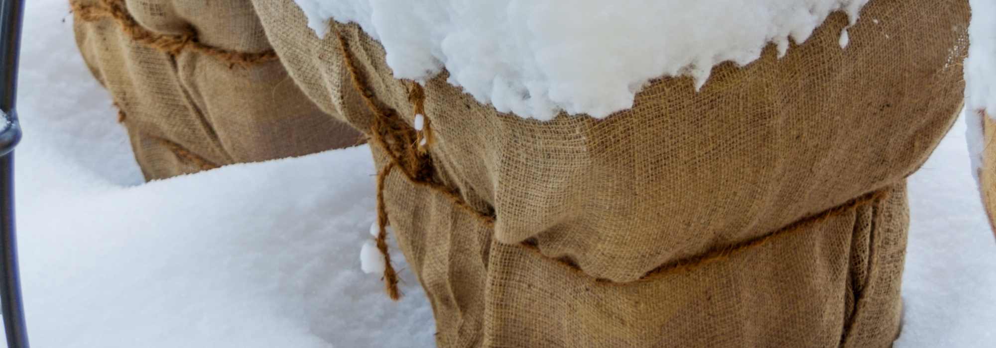 Proteger sus plantas en invierno: combatir el frío y la deshidratación