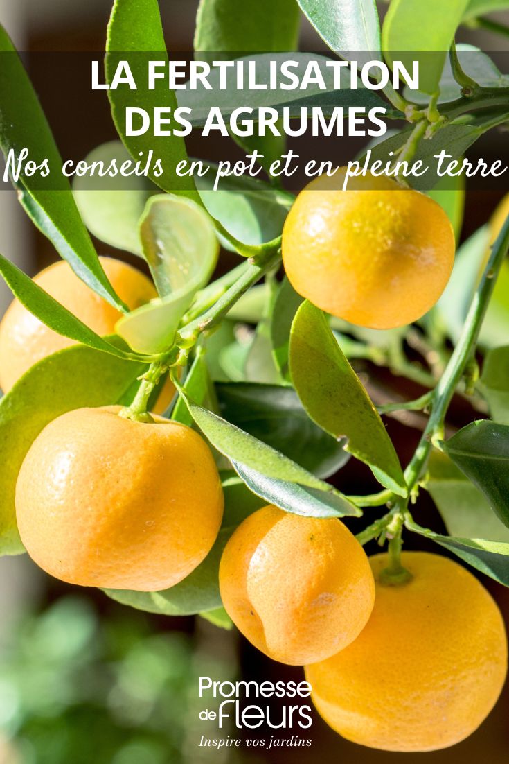 Abonar los cítricos