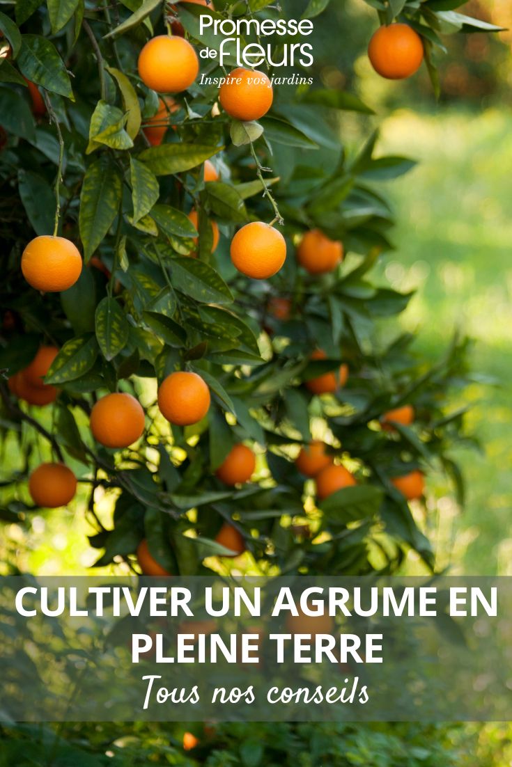 cultivar un cítrico en el jardín en terreno abierto