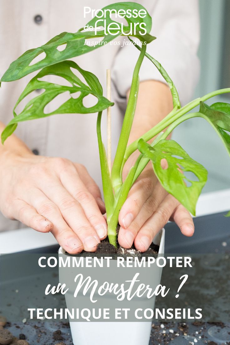 Trasplantar un monstera: ¿cuándo y cómo?