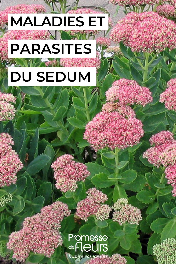 Cuidar los sedum