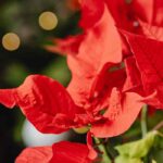 Poinsettia: estos errores frecuentes que debes evitar para mantenerla radiante