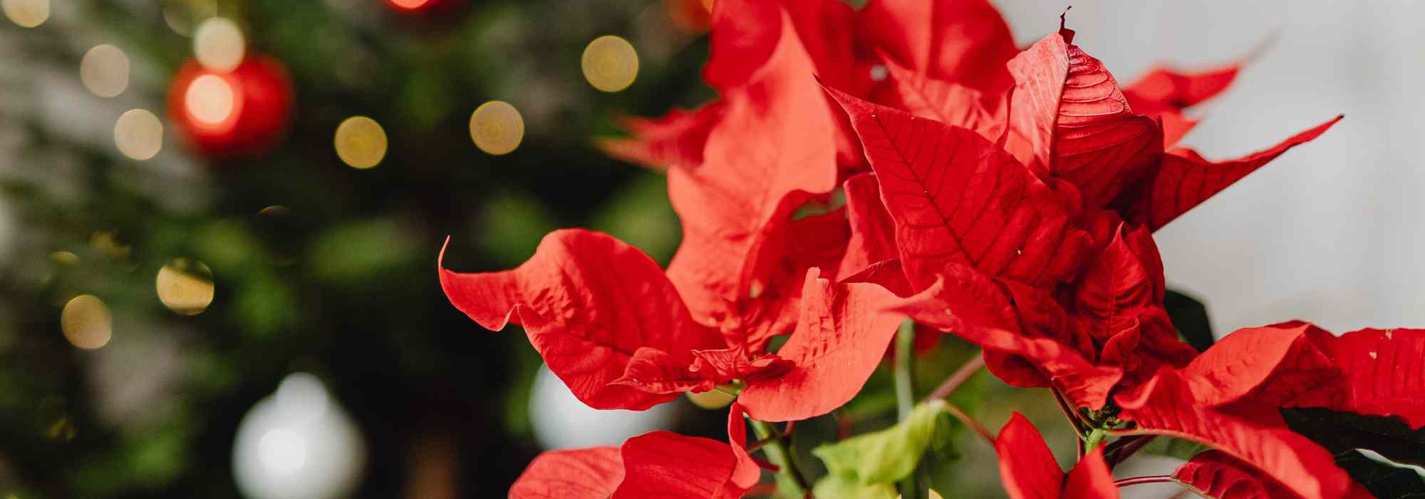 Poinsettia: estos errores frecuentes que debes evitar para mantenerla radiante