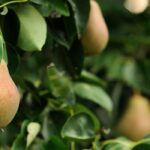 ¿Cómo (de verdad) arruinar la poda de sus frutales?