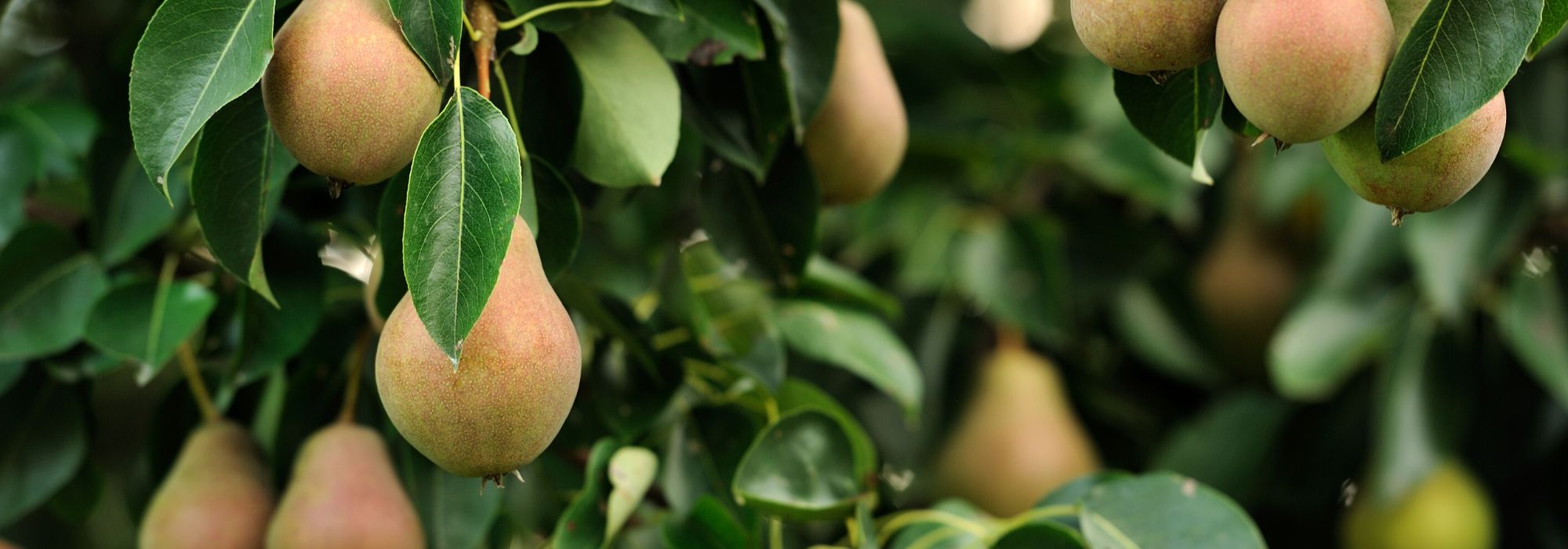 ¿Cómo (de verdad) arruinar la poda de sus frutales?