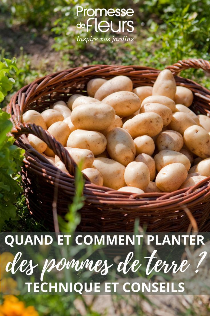 Nuestros consejos para plantar patatas